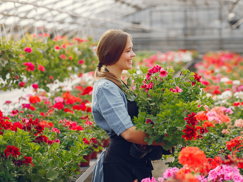 گل های آپارتمانی، تزئینی، گلخانه ای و گل های پرورشی