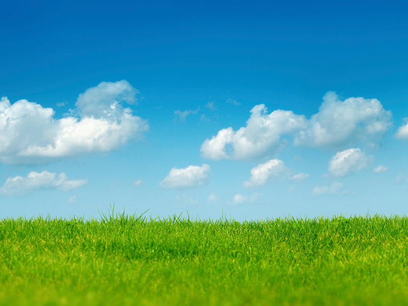 چمن،یونجه،یولاف و شبدر