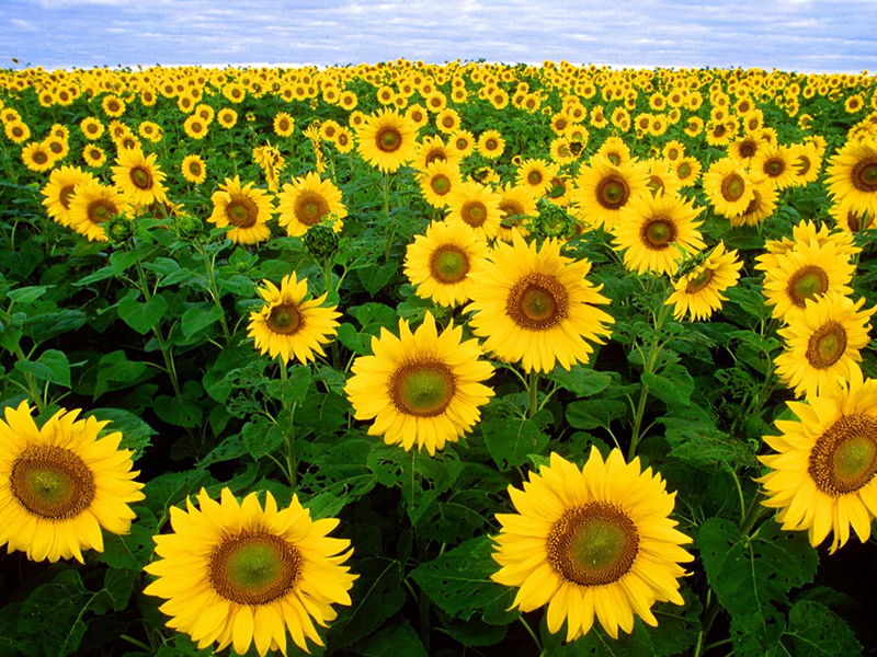 غده ای (چغندر،هویج،شلغم)و محصولات مشابه