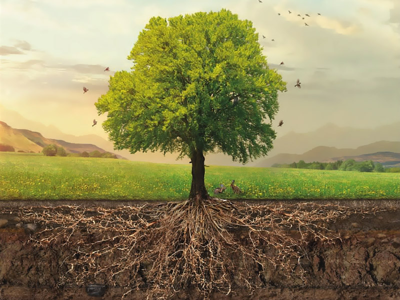 اسید هیومیک چیست؟