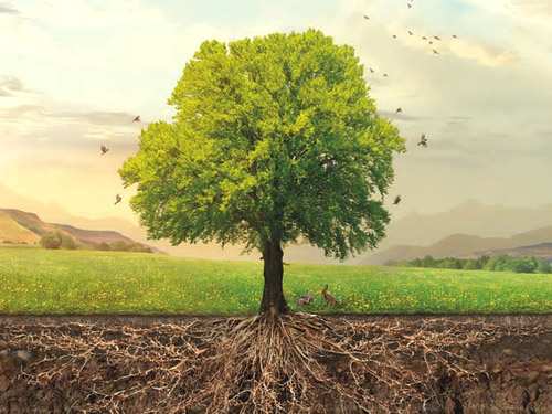 اسید هیومیک چیست؟