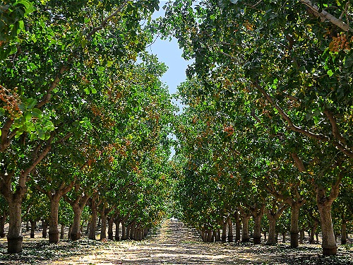Pistachio gardens