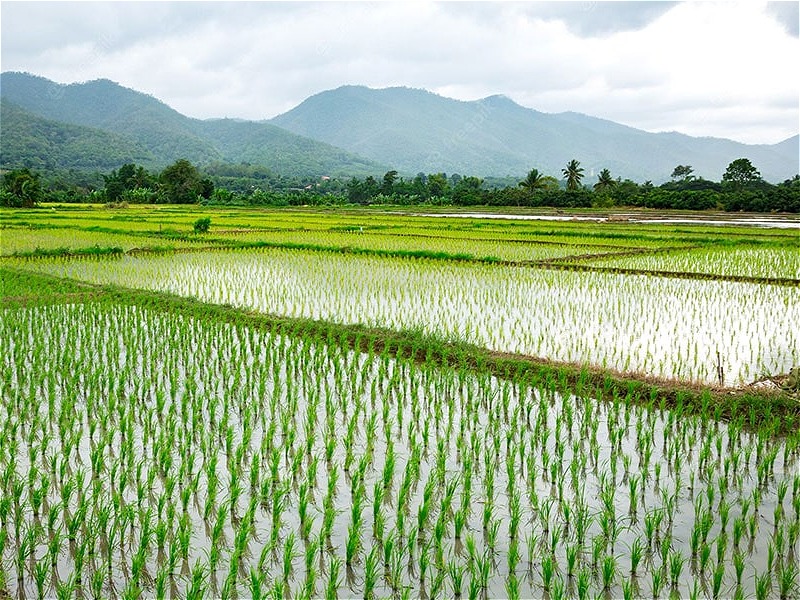 مزارع برنج
