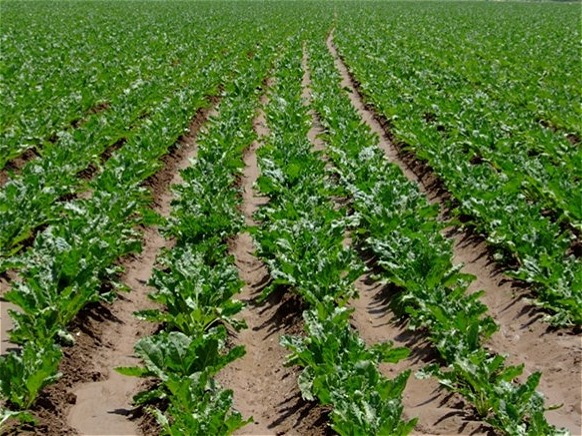 غده ای (چغندر،هویج،شلغم)و محصولات مشابه