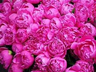 گل محمدی_گرانول