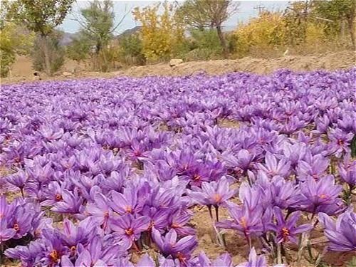 زعفران_گرانول